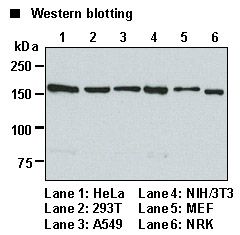 EEA1 Antibody - Western blot analysis of EEA1 expression in HeLa (1), 293T (2), A549 (3), NIH/3T3 (4), MEF (5), and NRK (6) using Anti-EEA1 Antibody.