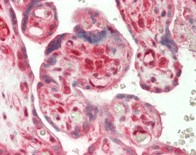 EEA1 Antibody - Human Placenta: Formalin-Fixed, Paraffin-Embedded (FFPE)