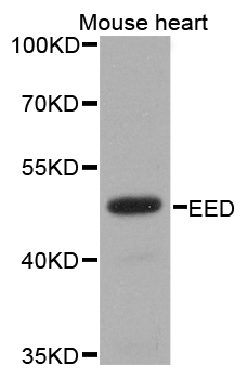 EED Antibody - Western blot analysis of extracts of mouse heart, using EED antibody.