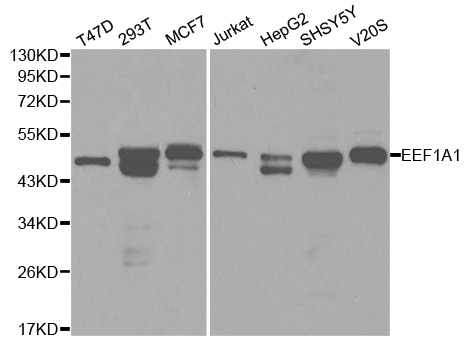EEF1A1 Antibody - Western blot analysis of extracts of various cell lines, using EEF1A1 antibody.
