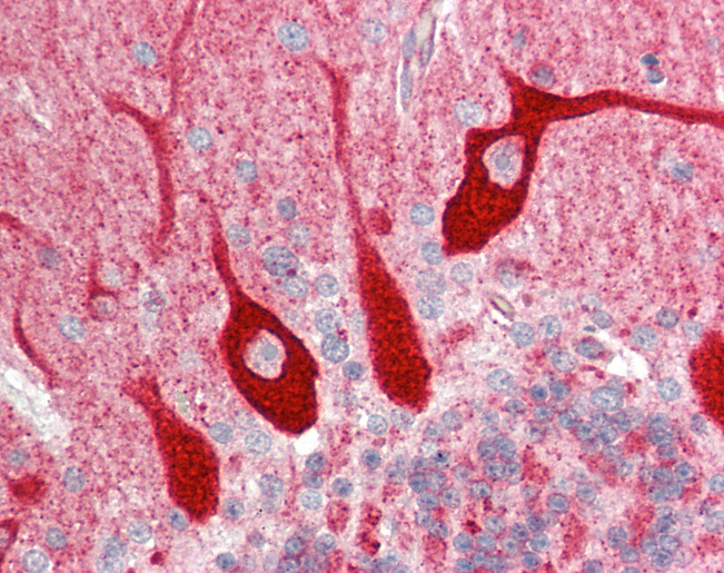 EEF1A2 Antibody - Human Brain, Cerebellum: Formalin-Fixed, Paraffin-Embedded (FFPE).  This image was taken for the unconjugated form of this product. Other forms have not been tested.