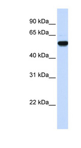 EEF1A2 Antibody - EEF1A2 antibody western blot of Human Brain lysate.  This image was taken for the unconjugated form of this product. Other forms have not been tested.