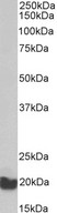 EEF1E1 / AIMP3 Antibody - EEF1E1 / AIMP3 antibody (0.3µg/ml) staining of Pig Testis lysate (35µg protein in RIPA buffer). Detected by chemiluminescence.