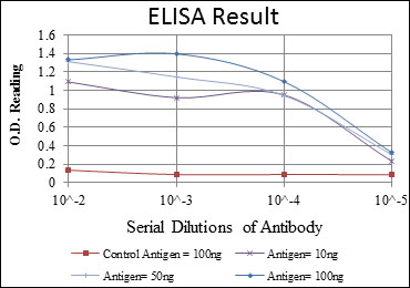 EEF2 / Elongation Factor 2 Antibody - Red: Control Antigen (100ng); Purple: Antigen (10ng); Green: Antigen (50ng); Blue: Antigen (100ng);