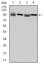 EEF2 / Elongation Factor 2 Antibody - Western blot using EEF2 mouse monoclonal antibody against HepG2 (1), HeLa (2), HEK293 (3) and A431 (4) cell lysate.