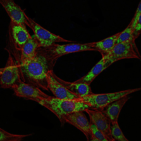 EEF2 / Elongation Factor 2 Antibody - Immunofluorescence of 3T3-L1 cells using EEF2 mouse monoclonal antibody (green). Blue: DRAQ5 fluorescent DNA dye. Red: Actin filaments have been labeled with Alexa Fluor-555 phalloidin.