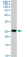 EFHD1 Antibody - EFHD1 monoclonal antibody, clone 1H7. Western blot of EFHD1 expression in Raw 264.7.