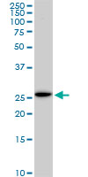 EFHD1 Antibody - EFHD1 monoclonal antibody, clone 1H7. Western blot of EFHD1 expression in NIH/3T3.
