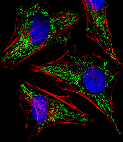 EFTU / TUFM Antibody - Fluorescent image of HeLa cells stained with TUFM Antibody. Antibody was diluted at 1:25 dilution. An Alexa Fluor 488-conjugated goat anti-rabbit lgG at 1:400 dilution was used as the secondary antibody (green). DAPI was used to stain the cell nuclear (blue). Cytoplasmic actin was counterstained with Alexa Fluor 555 conjugated with Phalloidin (red).