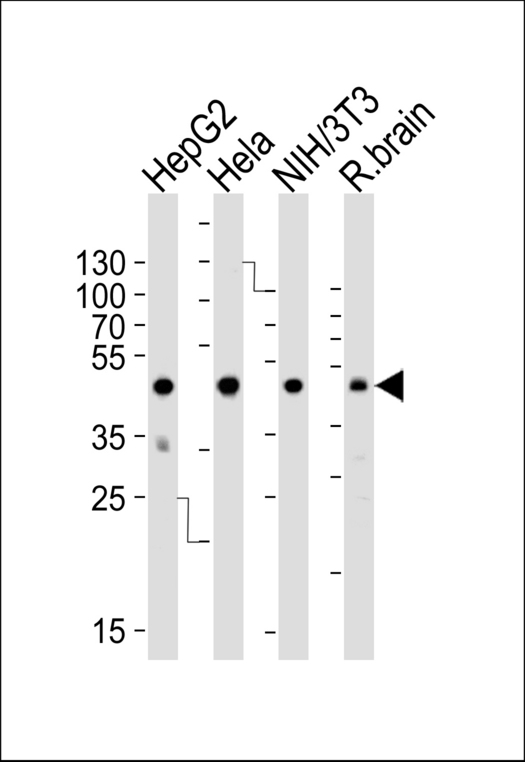 EFTU / TUFM Antibody - Western blot of lysates from HepG2, HeLa, mouse NIH/3T3 cell line and rat brain tissue lysate (from left to right) with TUFM Antibody. Antibody was diluted at 1:1000 at each lane. A goat anti-rabbit IgG H&L (HRP) at 1:5000 dilution was used as the secondary antibody. Lysates at 35 ug per lane.