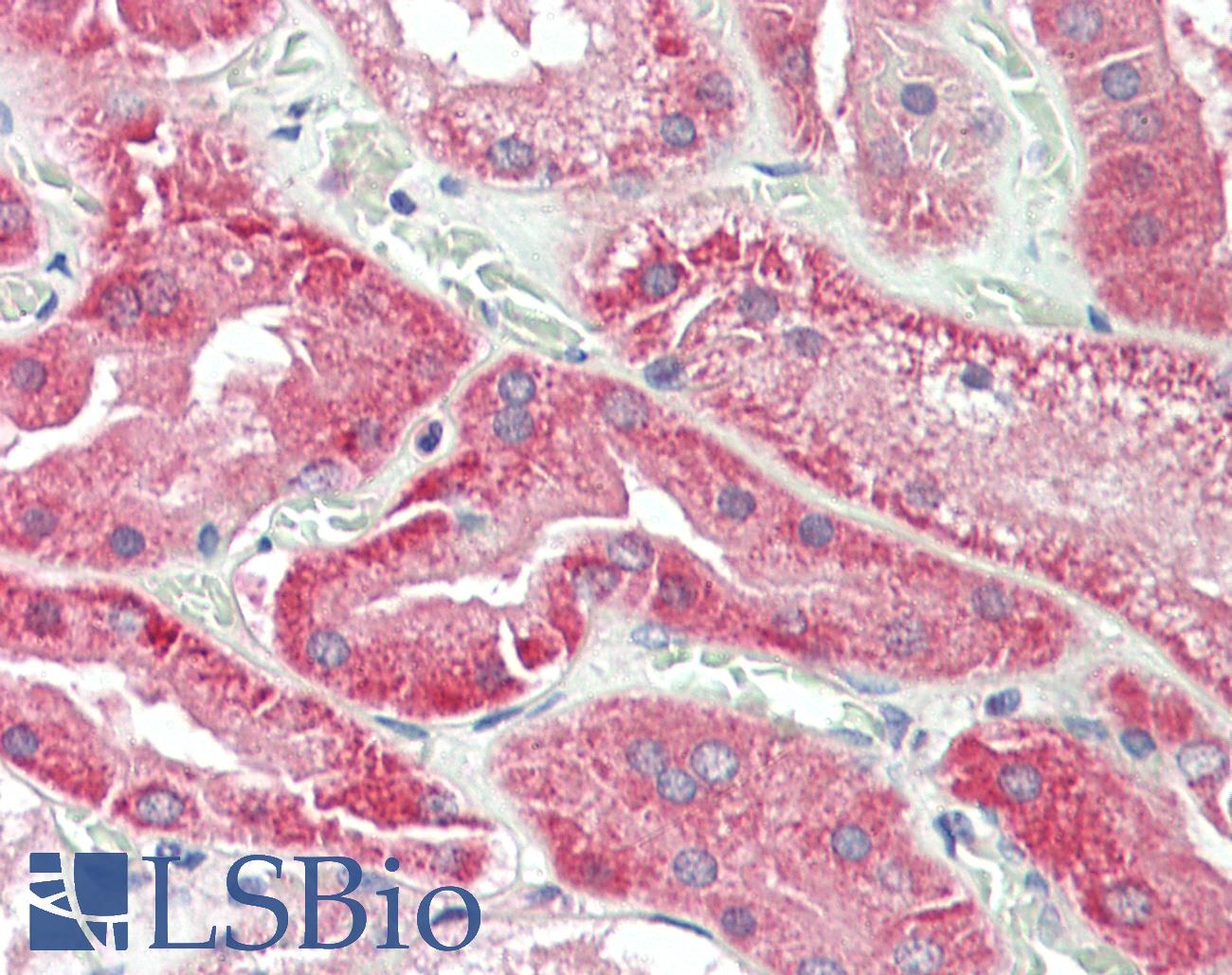 EGF Antibody - Anti-EGF antibody IHC staining of human kidney. Immunohistochemistry of formalin-fixed, paraffin-embedded tissue after heat-induced antigen retrieval. Antibody concentration 20 ug/ml. This image was taken for the unconjugated form of this product. Other forms have not been tested.