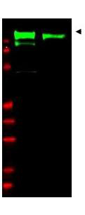 EGFR Antibody - Western Blot - Anti-EGFR Antibody. Western blot of anti-EGFR antibody shows detection of a band at ~170 kD corresponding to human EGFR present in unstimulated (lane 1) and EGF (50 ng/ml for 15 min) stimulated (lane 2) A431 whole cell lysates (arrowhead). Approximately 30 ug of lysate was resolved on a 4-20% Tris-Glycine gel by SDS-PAGE and transferred onto nitrocellulose. After blocking, the membrane was probed with the primary antibody diluted to 1:1000. Reaction occurred overnight at 4C followed by washes and reaction with a 1:10000 dilution of IRDye 800 conjugated Gt-a-Rabbit IgG (H&L) MX10 ( for 45 min at room temperature (800 nm channel, green). Molecular weight estimation was made by comparison to prestained MW markers in lane M (700 nm channel, red).