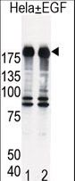 EGFR Antibody - Western blot of EGFR (arrow) in HeLa cell lysates, either induced (Lane 1) or non-induced with EGF (Lane 2).