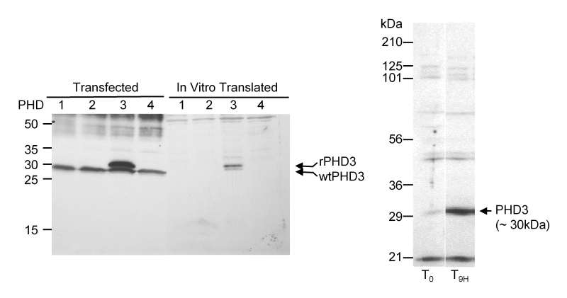 EGLN3 / PHD3 Antibody - Detection of Human and Rat PHD3 by Western Blot. Samples: A. Lysate from cells that were transiently transfected with PHD1, PHD2, PHD3 or PHD4 constructs or in vitro translated PHD1, PHD2, PHD3, PHD4. B. Lysate from rat cells before or 9 hours after inducing hypoxia. Antibody: Affinity purified rabbit anti-PHD3 use at 1:1000 (A) or 1:5000 (B). Detection: Chemiluminescence.