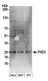 EGLN3 / PHD3 Antibody - Detection of human and mouse PHD3 by western blot. Samples: Whole cell lysate (50 µg) from HeLa, HEK293T, and mouse NIH 3T3 cells prepared using NETN lysis buffer. Antibody: Affinity purified rabbit anti-PHD3 antibody used for WB at 0.1 µg/ml. Detection: Chemiluminescence with an exposure time of 3 minutes.
