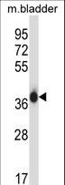 EIF2S1 Antibody - EIF2S1 Antibody western blot of mouse bladder tissue lysates (35 ug/lane). The EIF2S1 antibody detected the EIF2S1 protein (arrow).