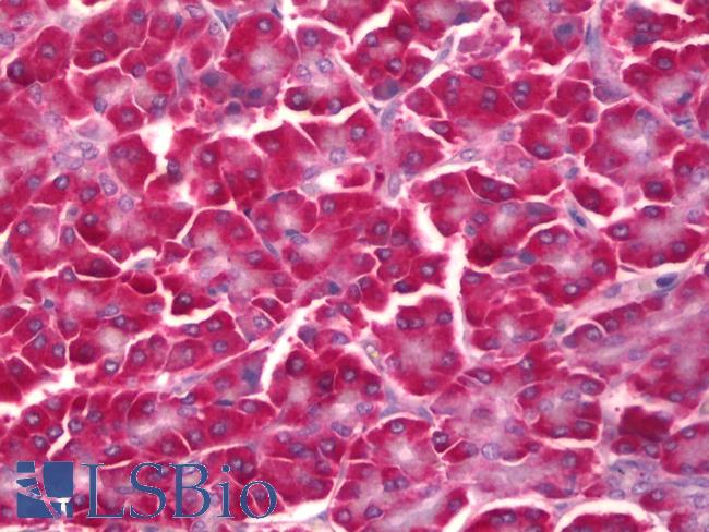 EIF2S3 / EIF2G Antibody - Anti-EIF2S3 / EIF2G antibody IHC of human pancreas. Immunohistochemistry of formalin-fixed, paraffin-embedded tissue after heat-induced antigen retrieval. Antibody concentration 5 ug/ml.