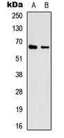 EIF3L / EIF3EIP Antibody - Western blot analysis of EIF3L expression in HEK293 (A); A431 (B) whole cell lysates.