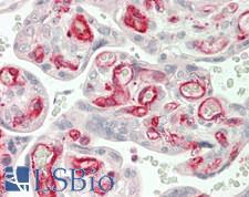 EIF3L / EIF3EIP Antibody - Human Placenta: Formalin-Fixed, Paraffin-Embedded (FFPE)