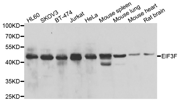 EIF3S5 / EIF3F Antibody - Western blot analysis of extracts of various cell lines.