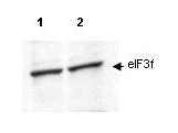 EIF3S5 / EIF3F Antibody - Anti-eIF3F Antibody - Western Blot. Western blot of affinity purified anti-eIF3f antibody shows detection of endogenous eIF3f in lysates from both control HeLa cells (lane 1) and HeLa cells transformed with the kinase cdk11 (lane 2). Cdk11 is responsible for phosphorylating eIF3f in vivo. After SDS-PAGE and transfer, the membrane was probed with the primary antibody diluted to 1:200. This antibody recognizes both phosphorylated and non-phosphorylated eIF3f. Personal Communication, Jiaqi Shi, Univ. Arizona, Tucson, AZ.
