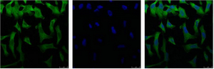 EIF4A1 Antibody - Immunofluorescence (IF) analysis of HeLa with antibody (Left) and DAPI (Right) diluted at 1:100.