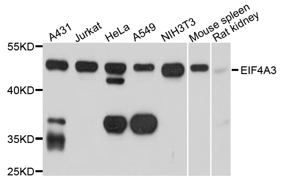 EIF4A3 Antibody - Western blot analysis using EIF4A3 antibody