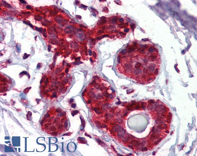 EIF4EBP1 / 4EBP1 Antibody - Anti-EIF4EBP1 / 4EBP1 antibody IHC of human breast. Immunohistochemistry of formalin-fixed, paraffin-embedded tissue after heat-induced antigen retrieval. Antibody concentration 5 ug/ml.