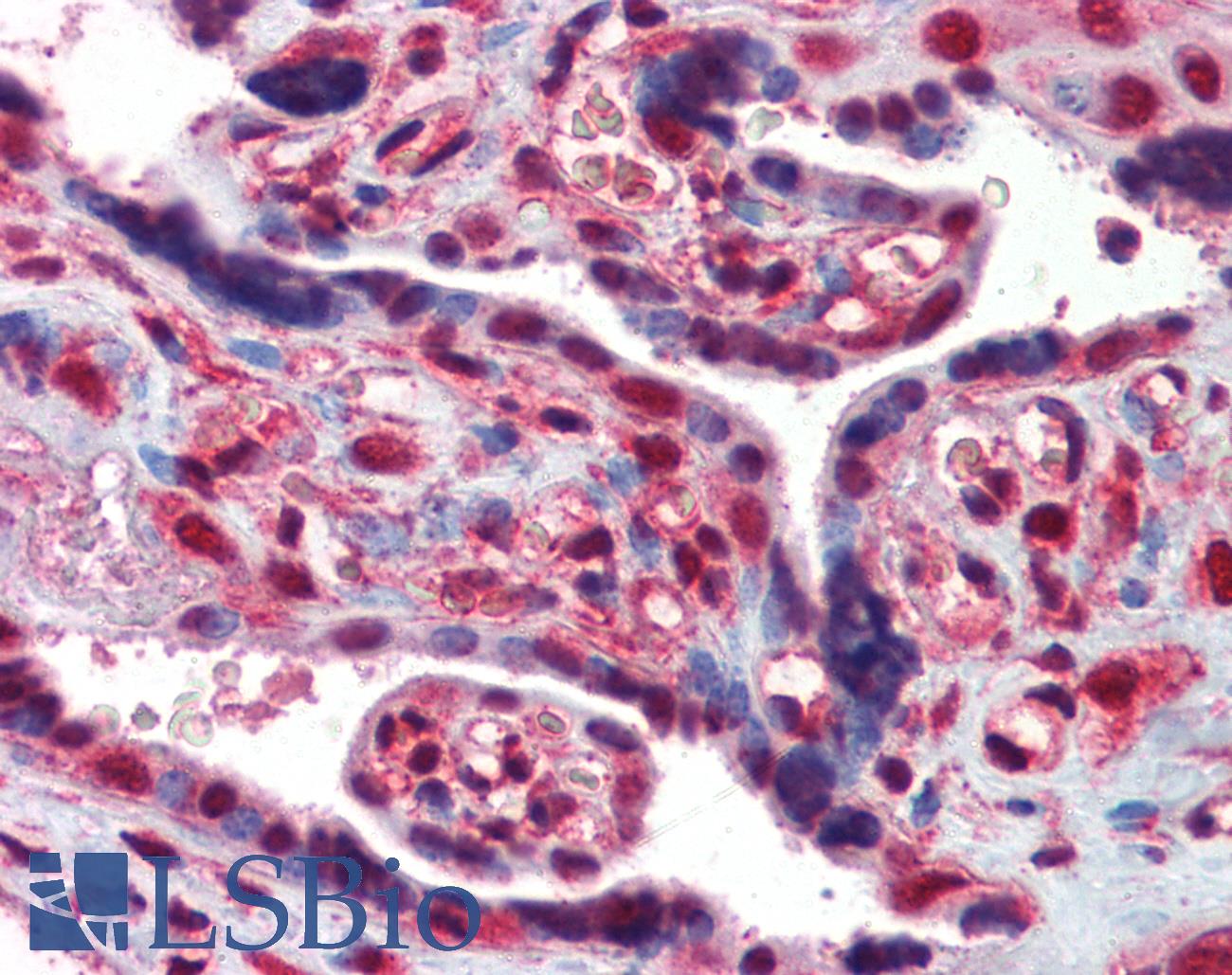 EIF4EBP1 / 4EBP1 Antibody - Anti-EIF4EBP1 / 4EBP1 antibody IHC of human placenta. Immunohistochemistry of formalin-fixed, paraffin-embedded tissue after heat-induced antigen retrieval. Antibody concentration 5 ug/ml.