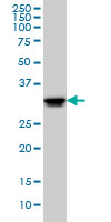 ELAVL1 / HUR Antibody - ELAVL1 monoclonal antibody clone 4G8 Western blot of ELAVL1 expression in HeLa.