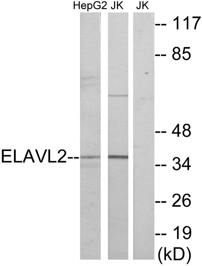ELAVL2 / HUB Antibody - Western blot analysis of lysates from HepG2 and Jurkat cells, using ELAVL2 Antibody. The lane on the right is blocked with the synthesized peptide.