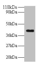 ELAVL2 / HUB Antibody - Western blot All lanes: ELAV-like protein 2 antibody at 2µg/ml + Mouse brain tissue Secondary Goat polyclonal to rabbit IgG at 1/10000 dilution Predicted band size: 40, 39 kDa Observed band size: 40 kDa