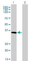 ELAVL4 / HuD Antibody - Western blot of ELAVL4 expression in transfected 293T cell line by ELAVL4 antibody.