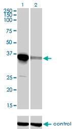 ELAVL4 / HuD Antibody - Western blot of ELAVL4 over-expressed 293 cell line, cotransfected with ELAVL4 Validated Chimera RNAi (Lane 2) or non-transfected control (Lane 1). Blot probed with ELAVL4 monoclonal antibody. GAPDH (36.1 kD) used as control.