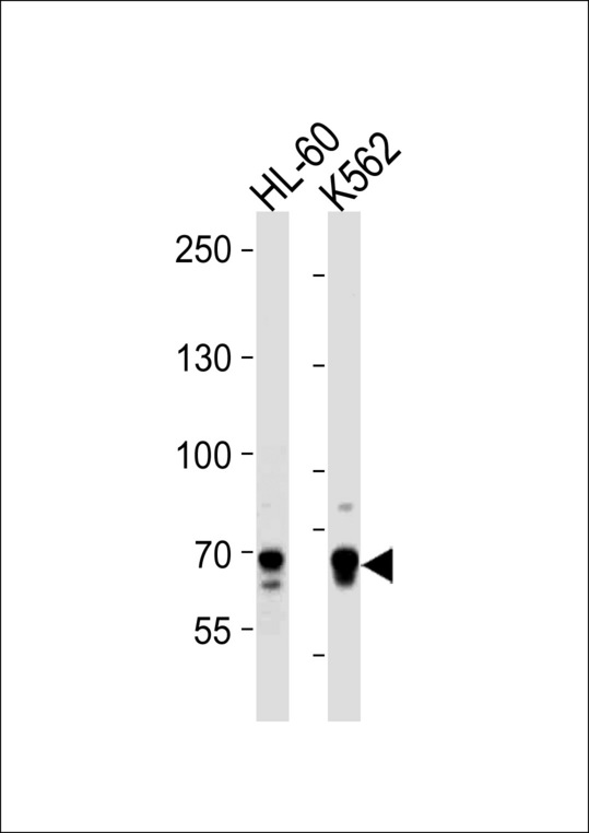 ELF4 / MEF Antibody - ELF4 Antibody western blot of HL-60,K562 cell line lysates (35 ug/lane). The ELF4 antibody detected the ELF4 protein (arrow).