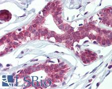 ELF4 / MEF Antibody - Anti-ELF4 antibody IHC of human breast. Immunohistochemistry of formalin-fixed, paraffin-embedded tissue after heat-induced antigen retrieval. Antibody concentration 10 ug/ml.