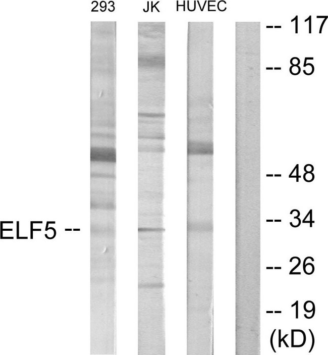 ELF5 Antibody - Western blot analysis of lysates from Jurkat, 293, and HUVEC cells, using ELF5 Antibody. The lane on the right is blocked with the synthesized peptide.