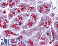 ELOVL7 Antibody - Anti-ELOVL7 antibody IHC of human pancreas. Immunohistochemistry of formalin-fixed, paraffin-embedded tissue after heat-induced antigen retrieval. Antibody concentration 5 ug/ml.
