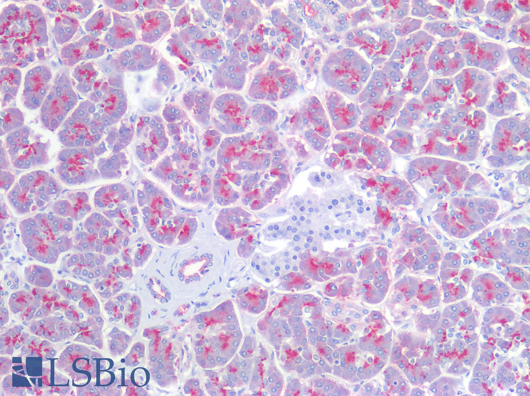 EMA / MUC1 Antibody - Human Pancreas: Formalin-Fixed, Paraffin-Embedded (FFPE)