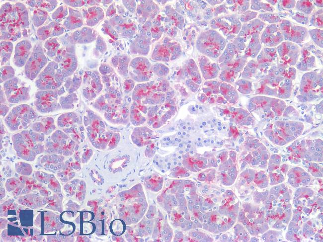 EMA / MUC1 Antibody - Human Pancreas: Formalin-Fixed, Paraffin-Embedded (FFPE)