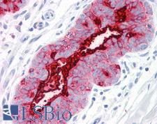 EMA / MUC1 Antibody - Anti-MUC1 antibody IHC of human breast. Immunohistochemistry of formalin-fixed, paraffin-embedded tissue after heat-induced antigen retrieval. Antibody concentration 10 ug/ml.