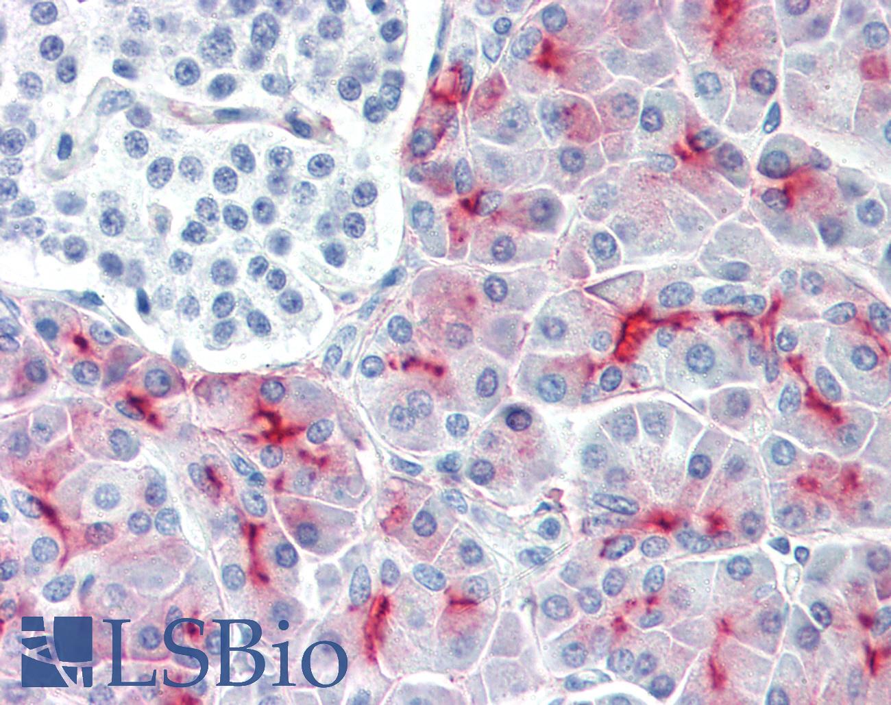 EMA / MUC1 Antibody - Anti-MUC1 antibody IHC of human pancreas. Immunohistochemistry of formalin-fixed, paraffin-embedded tissue after heat-induced antigen retrieval. Antibody dilution 1:50. This image was taken for the unconjugated form of this product. Other forms have not been tested.