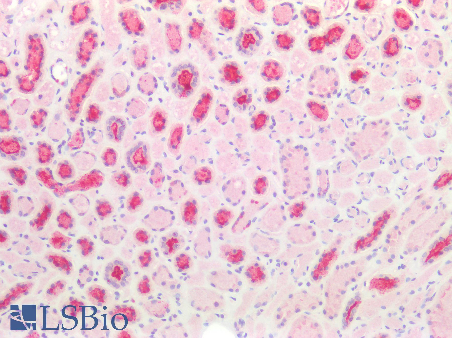 EMA / MUC1 Antibody - Human Kidney: Formalin-Fixed, Paraffin-Embedded (FFPE)