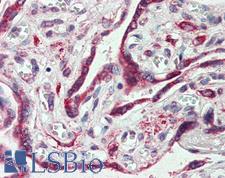 EMB/ Embigin Antibody - Anti-EMB antibody IHC of human placenta. Immunohistochemistry of formalin-fixed, paraffin-embedded tissue after heat-induced antigen retrieval.