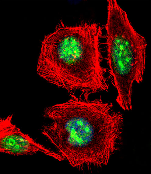 EMX1 Antibody - Fluorescent confocal image of HeLa cell stained with EMX1 Antibody. HeLa cells were fixed with 4% PFA (20 min), permeabilized with Triton X-100 (0.1%, 10 min), then incubated with EMX1 primary antibody (1:25, 1 h at 37°C). For secondary antibody, Alexa Fluor 488 conjugated donkey anti-rabbit antibody (green) was used (1:400, 50 min at 37°C). Cytoplasmic actin was counterstained with Alexa Fluor 555 (red) conjugated Phalloidin (7units/ml, 1 h at 37°C). Nuclei were counterstained with DAPI (blue) (10 ug/ml, 10 min). EMX1 immunoreactivity is localized to Nucleus significantly.