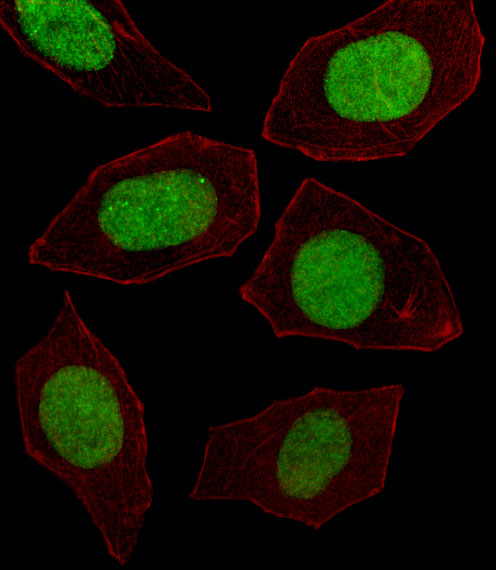 EN1 / Engrailed Antibody - Fluorescent image of U251 cell stained with EN1 Antibody. U251 cells were fixed with 4% PFA (20 min), permeabilized with Triton X-100 (0.1%, 10 min), then incubated with EN1 primary antibody (1:25, 1 h at 37°C). For secondary antibody, Alexa Fluor 488 conjugated donkey anti-rabbit antibody (green) was used (1:400, 50 min at 37°C). Cytoplasmic actin was counterstained with Alexa Fluor 555 (red) conjugated Phalloidin (7units/ml, 1 h at 37°C). EN1 immunoreactivity is localized to Nucleus significantly.