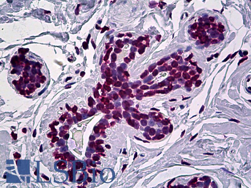 EN1 / Engrailed Antibody - Anti-EN1 antibody IHC of human breast. Immunohistochemistry of formalin-fixed, paraffin-embedded tissue after heat-induced antigen retrieval. Antibody concentration 5 ug/ml.