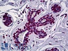 EN1 / Engrailed Antibody - Anti-EN1 antibody IHC of human breast. Immunohistochemistry of formalin-fixed, paraffin-embedded tissue after heat-induced antigen retrieval. Antibody concentration 5 ug/ml.