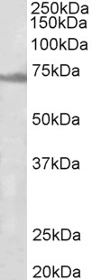 ENC1 Antibody - ENC1 antibody (1µg/ml) staining of Rat Ovary lysate (35µg protein in RIPA buffer). Detected by chemiluminescence.