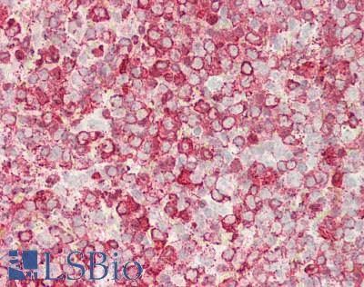 Endonuclease G / ENDOG Antibody - Human Spleen: Formalin-Fixed, Paraffin-Embedded (FFPE)